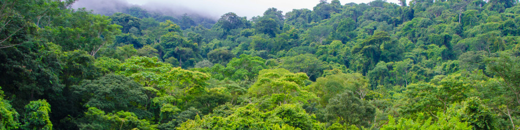 Belize Jungle 