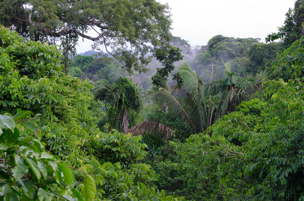 Our luxury Ecuador tours feature stylish Amazon jungle lodges