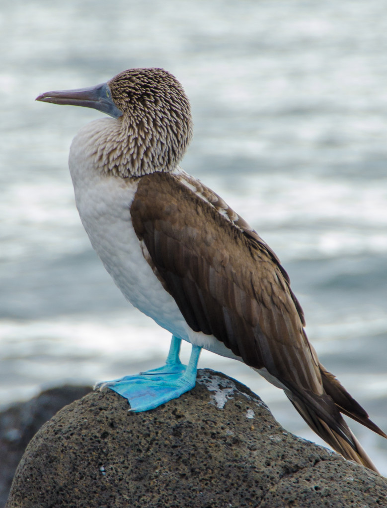 Luxury-Travel-Family-Nature-Tour-To-Ecuador-Galapagos-Islands-Cruise-Wildlife-Bluefooted-Booby