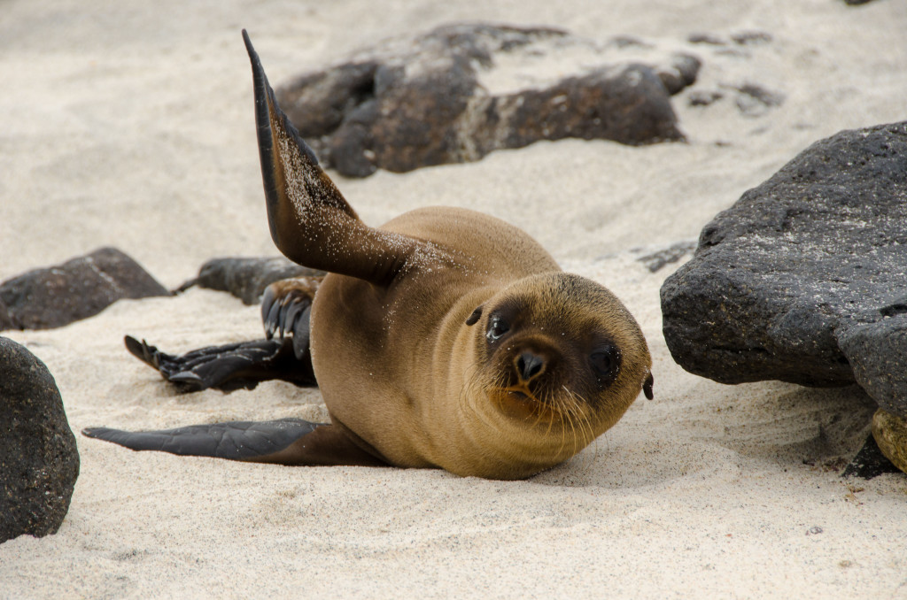 Luxury-Travel-Family-Nature-Tour-To-Ecuador-Galapagos-Islands-Cruise-Wildlife-Sealion