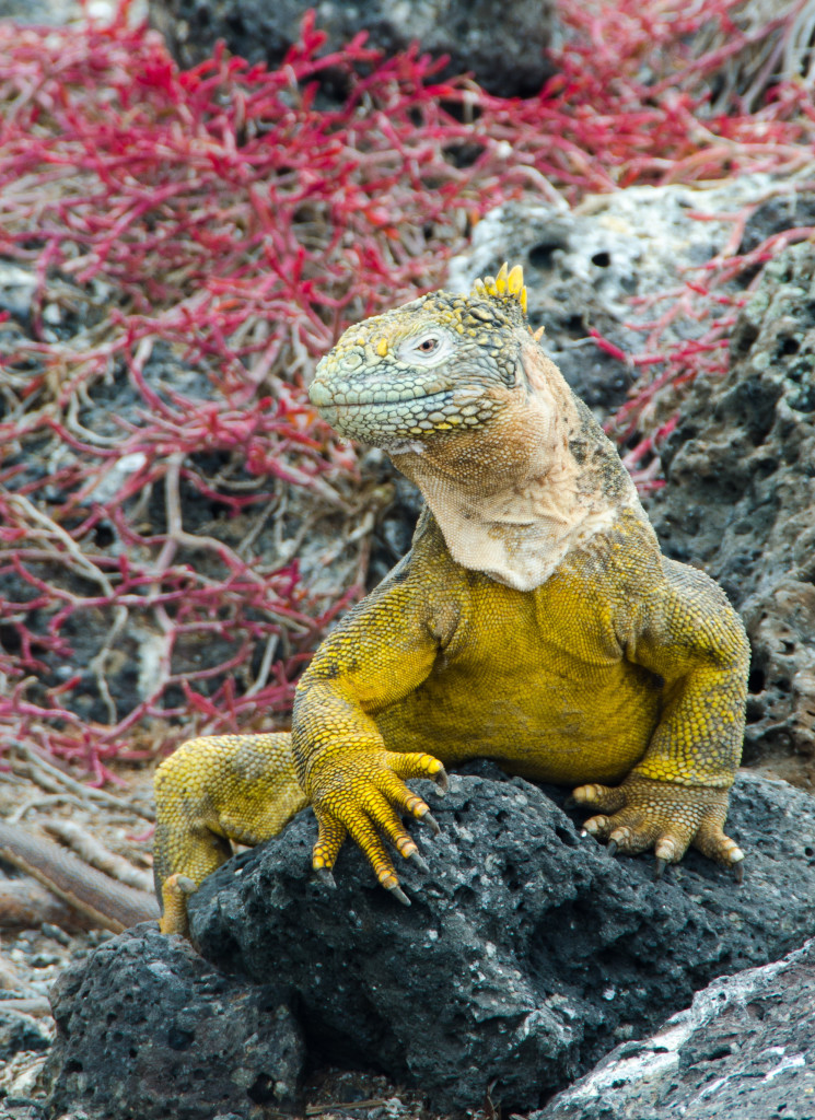 Luxury-Travel-Family-Nature-Tour-To-Ecuador-Galapagos-Islands-Cruise-Wildlife-Land-Iguana