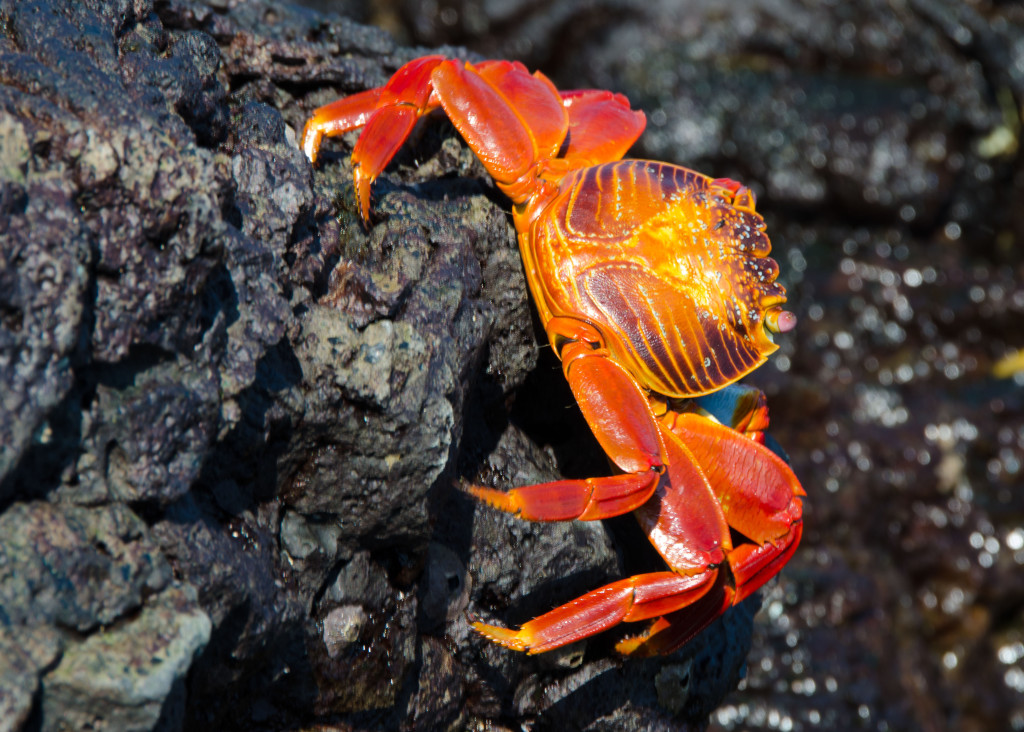 Luxury-Travel-Family-Nature-Tour-To-Ecuador-Galapagos-Islands-Cruise-Wildlife-Land-Crab