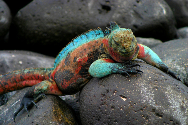 Luxury-Travel-Family-Nature-Tour-To-Ecuador-Galapagos-Islands-Cruise-Wildlife-