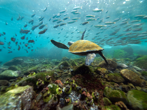Why You Must Travel To The Galapagos Islands…A Photo Essay