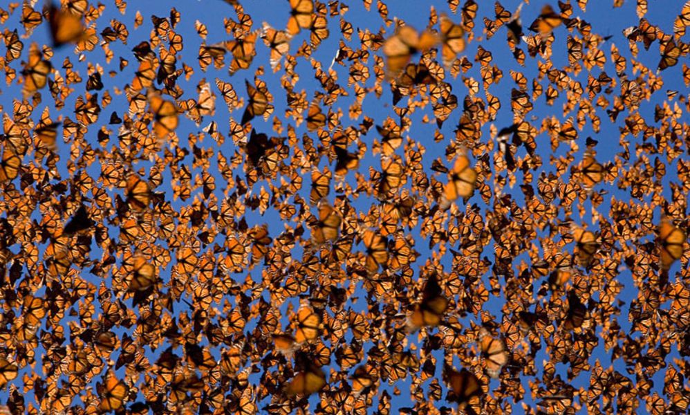 Visiting Mexico’s Annual Monarch Butterfly Migration is Easier Than Ever