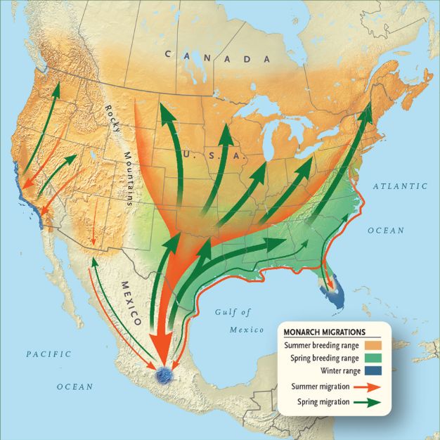 A map of the fascinating long-haul migration route of Mexico's Monarch Butterfly