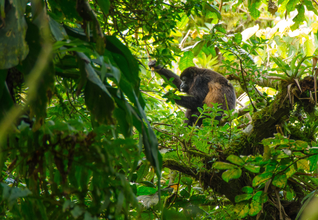 Wildlife can easily be spotted from cloud forest trails in Nicaragua