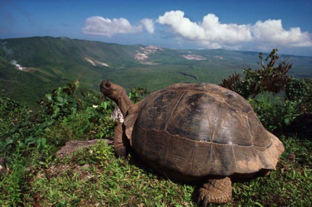 Escape the cold winter and head to the Galapagos!