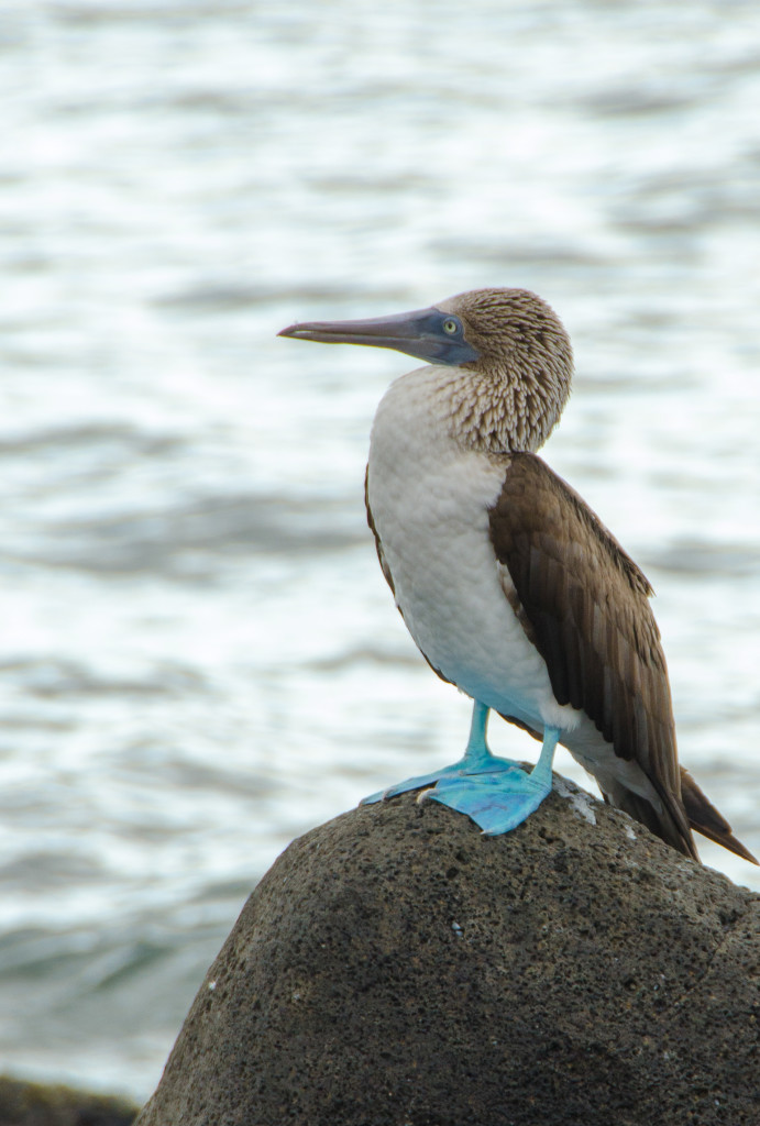 blue footed bird in the galapagos islands