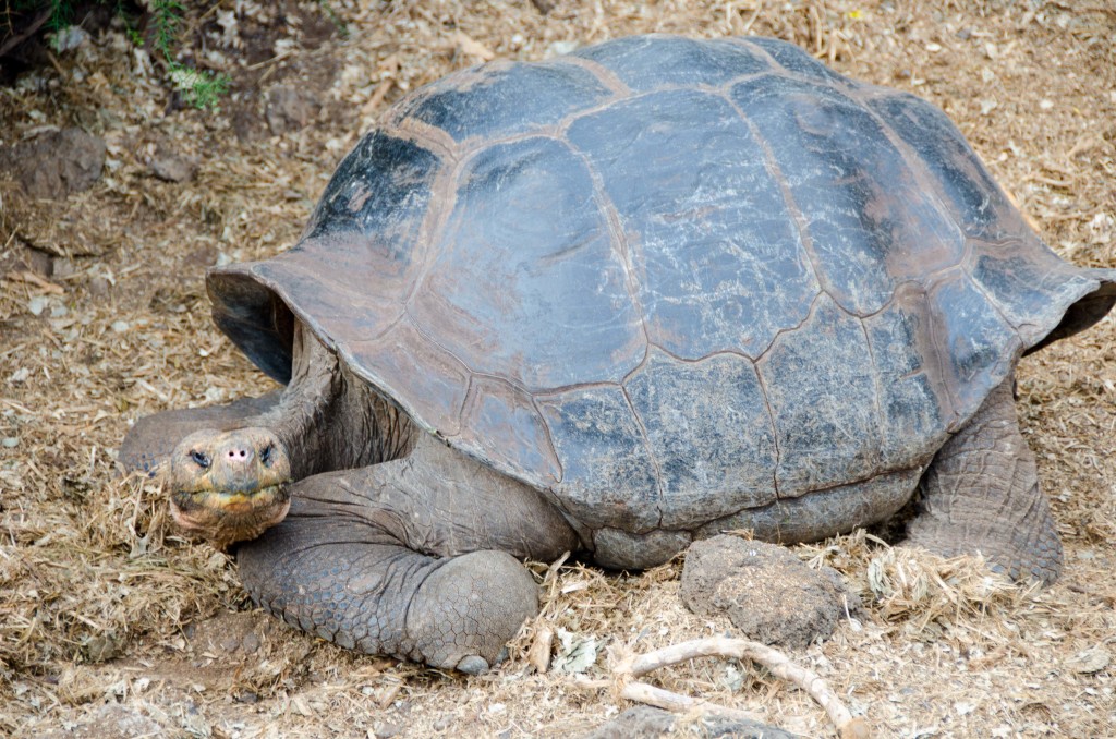 A giant Galapagos Tortoise