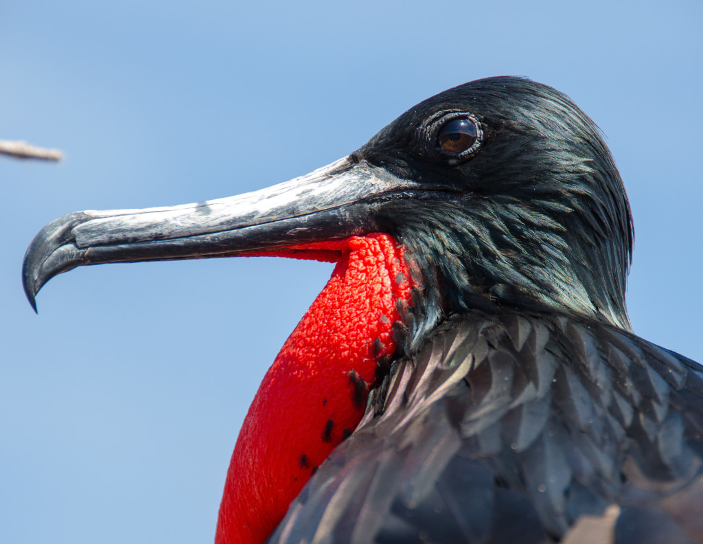 colorful birds in the galapagos