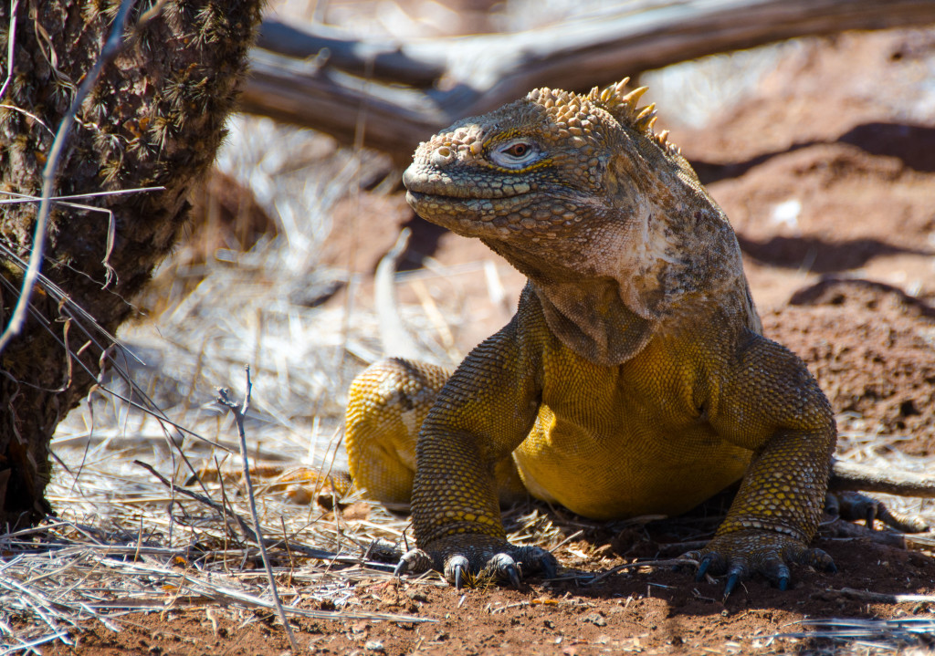 Land iguanas in the Galapagos